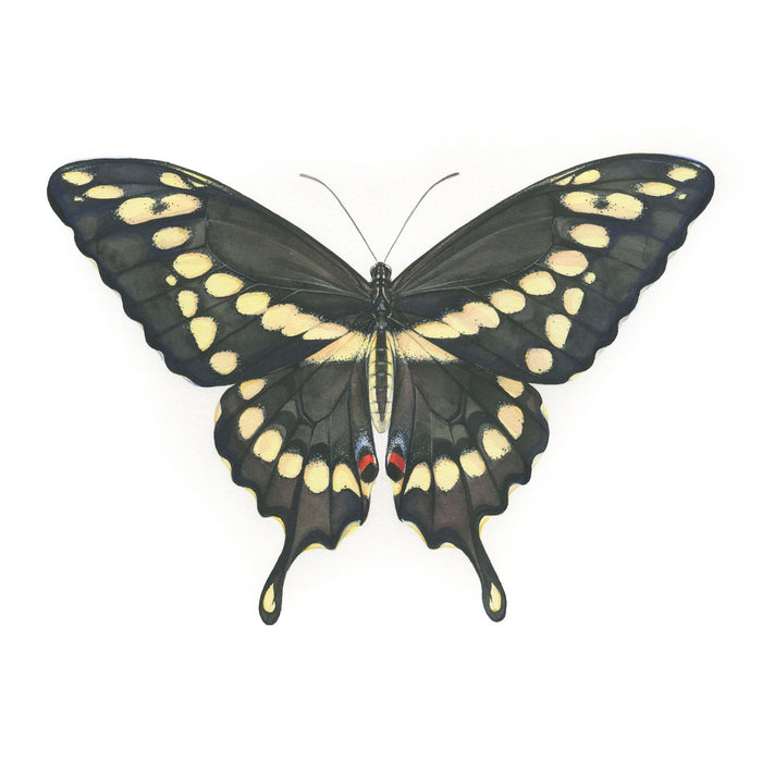 Papilio Cresphontes