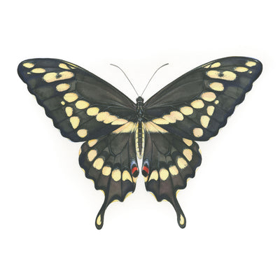 Papilio Cresphontes