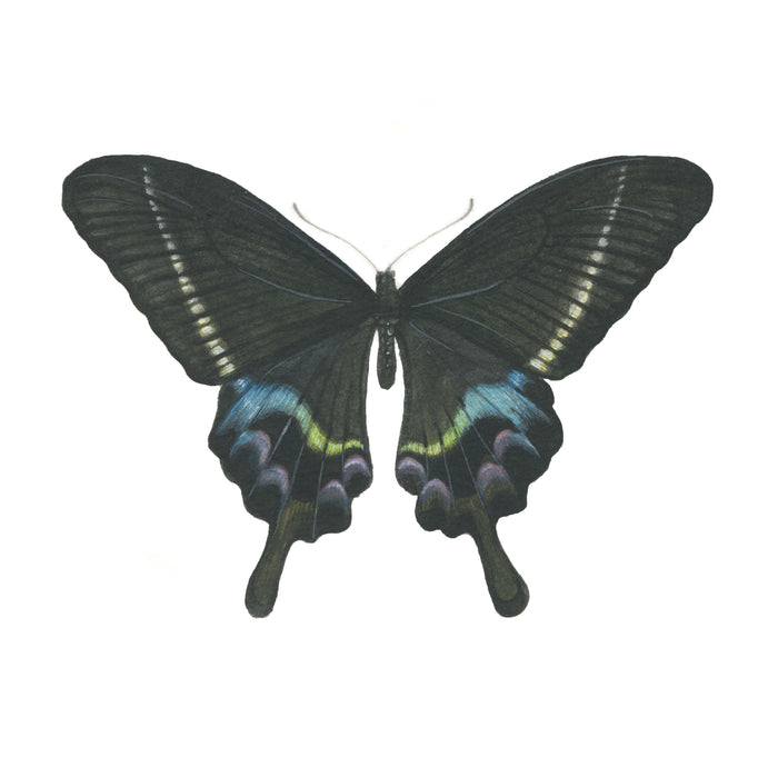Papilio Krishna