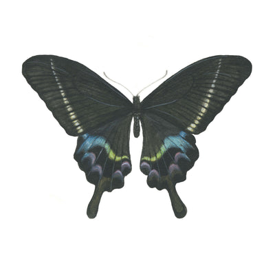 Papilio Krishna