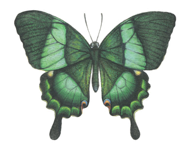 Papilio Palinurus