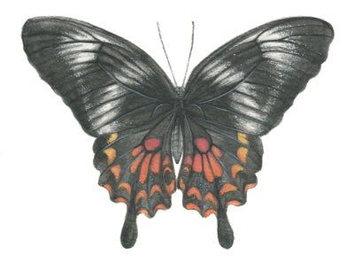 Papilio Polytes