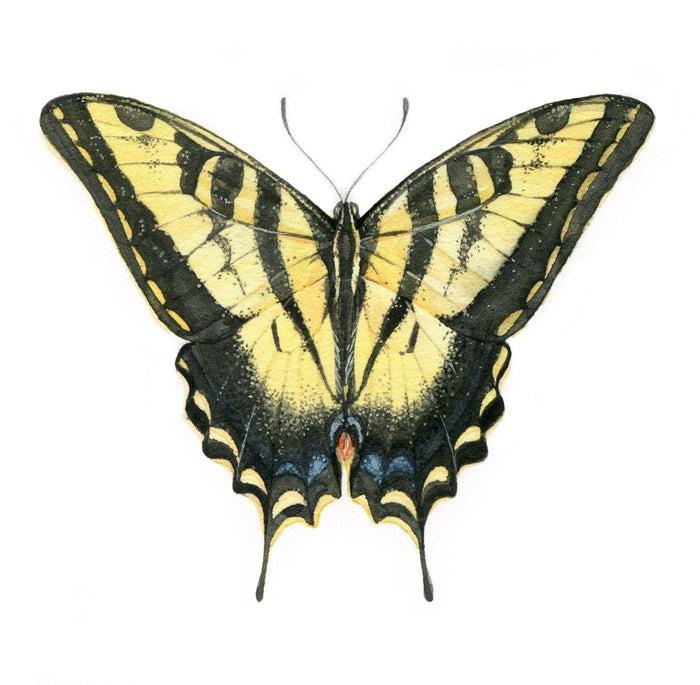 Papilio Rutulus