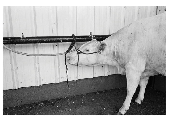 Cow on Rope