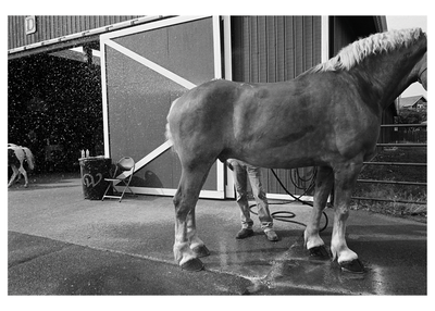 Horse Washing