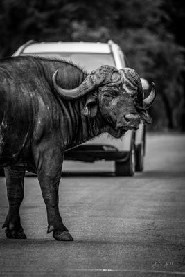 Cape Buffalo Portrait
