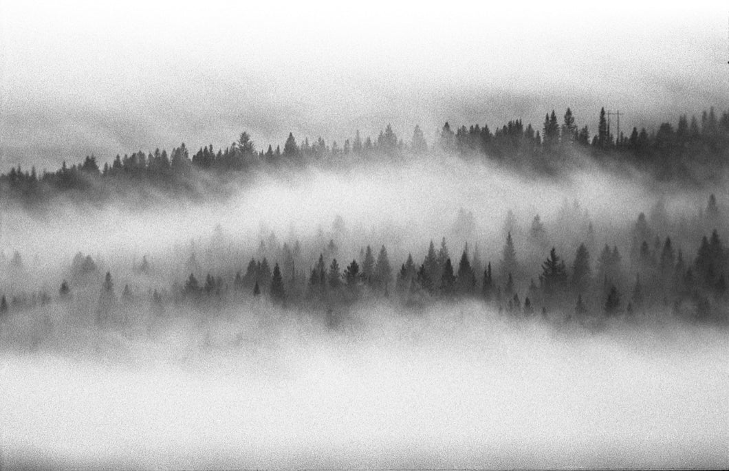 Forest Clouds. British Columbia