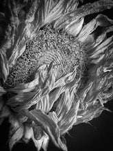 Load image into Gallery viewer, Dead Sunflower, black and white
