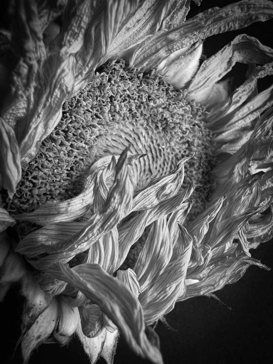 Dead Sunflower, black and white