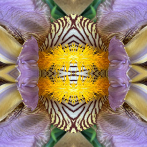 4 Orchids