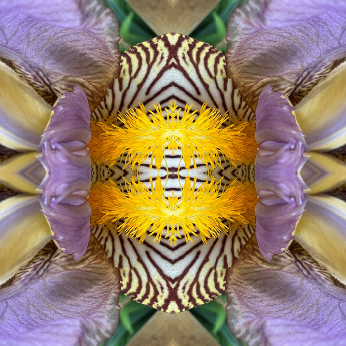 4 Orchids