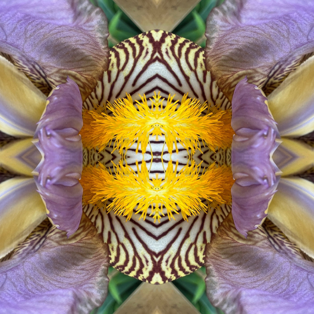 4 Orchids