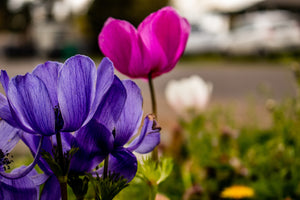 Sidewalk Boquet