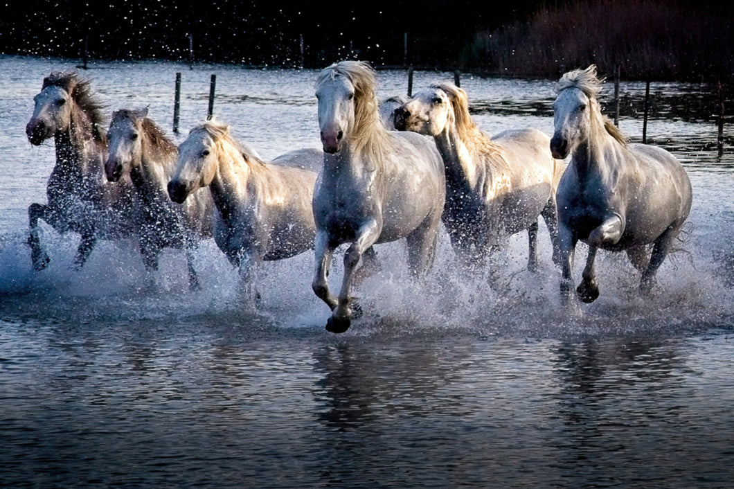 Carmargue Horses