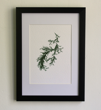 Load image into Gallery viewer, Sargassum IV (Systems&#39; Garden series)
