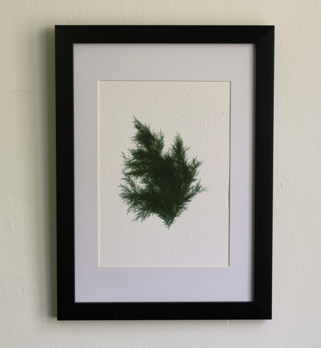 Juniperus Virginiana IV (Systems' Garden series)