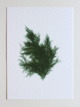 Load image into Gallery viewer, Juniperus Virginiana IV (Systems' Garden series)
