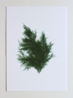 Juniperus Virginiana IV (Systems' Garden series)