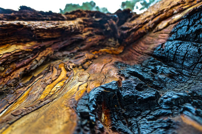 Sequoia
