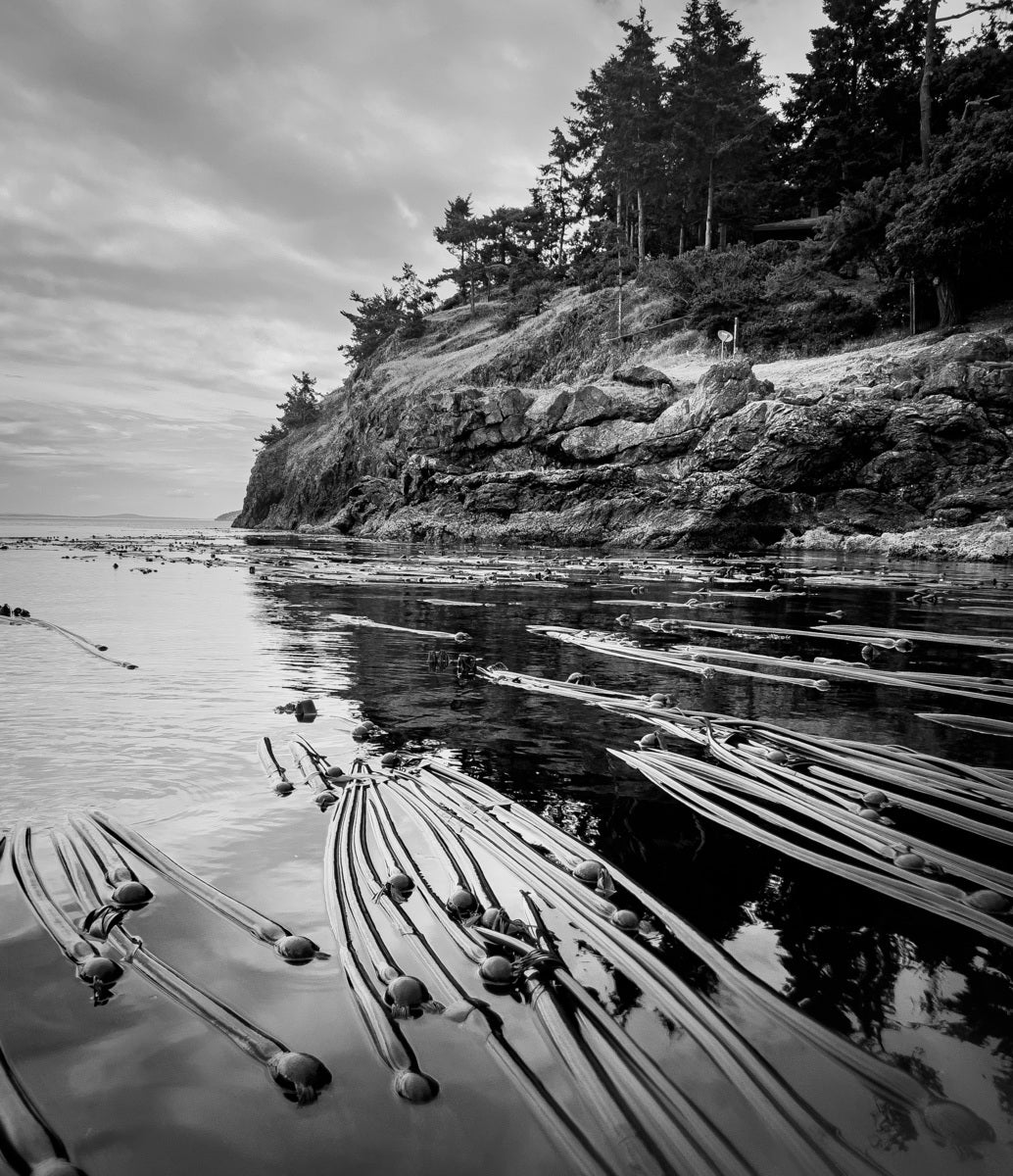Kelp in the cold water