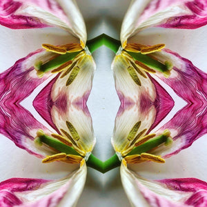 4 tulips