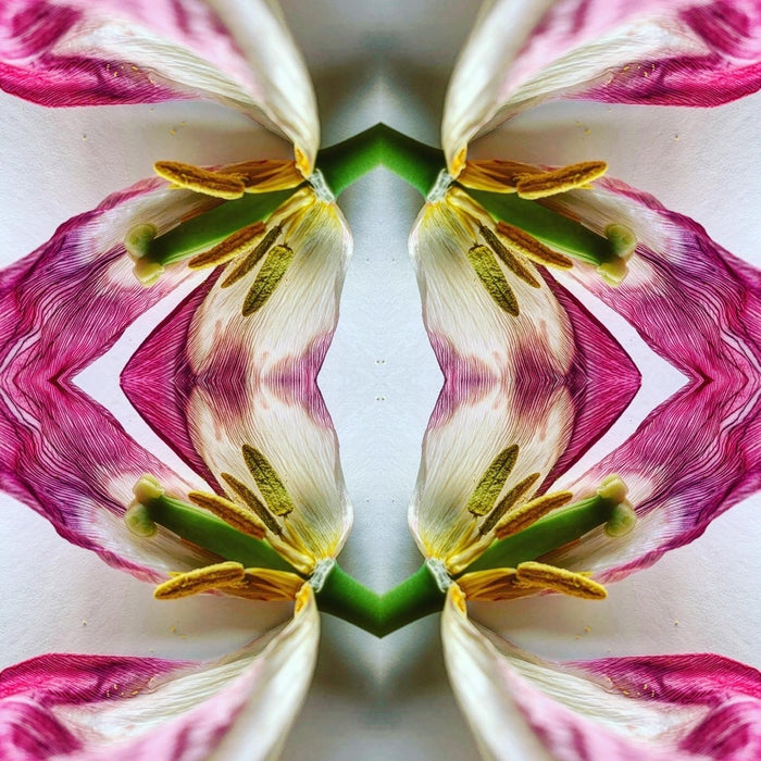 4 tulips
