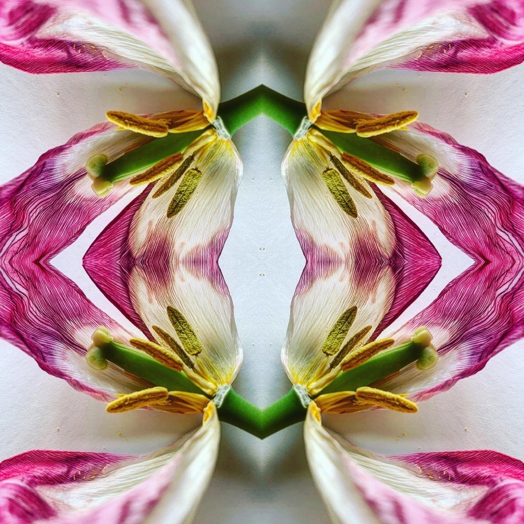 4 tulips