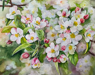 Apple Blossom