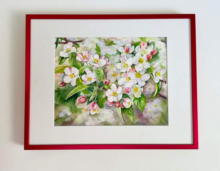 Apple Blossom