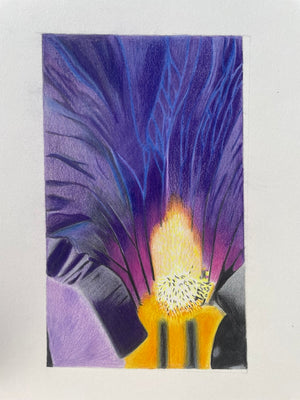 Iris