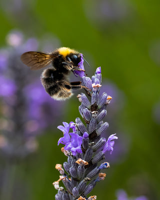 Solo Bee in the Lavender