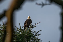 Load image into Gallery viewer, Bald Eagle in Tree
