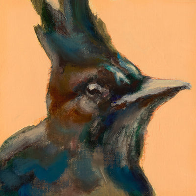 Portrait of a Steller's Jay