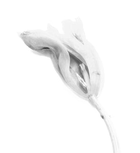 Dying Tulip in black and white