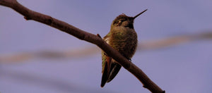 Hummingbird On A Branch