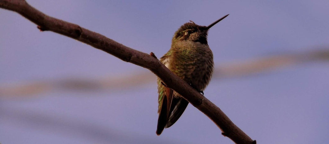 Hummingbird On A Branch