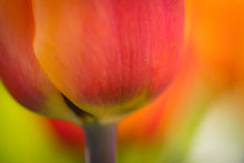 Load image into Gallery viewer, Tulip Sorbet
