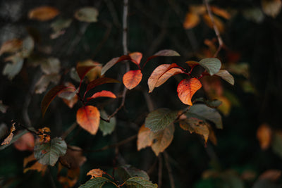 Fall Colors