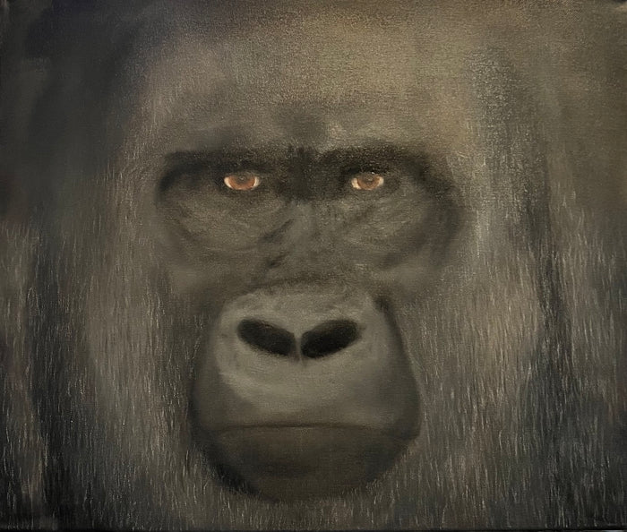 Silverback Stare