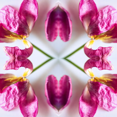 Symmetry - Tulip hearts
