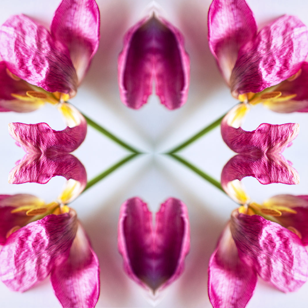 Symmetry - Tulip hearts