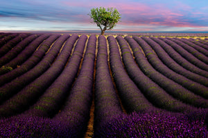 Lavender Field