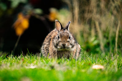 Fierce Bunny
