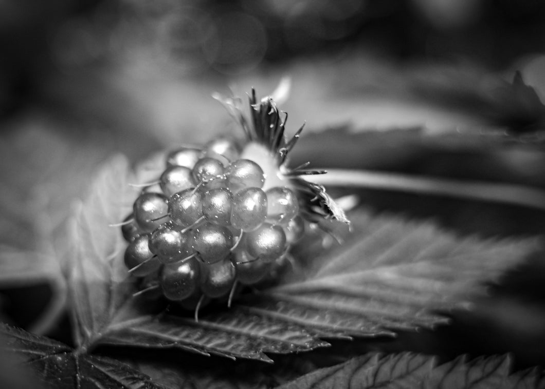 Spring Berry