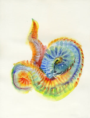Dragon Jelly Fish