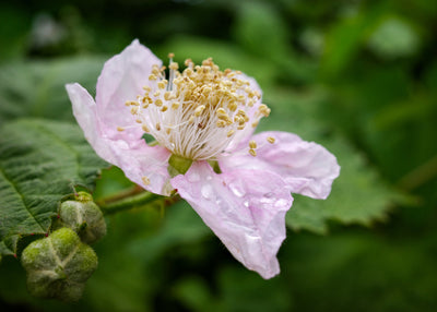 Spring Blossom