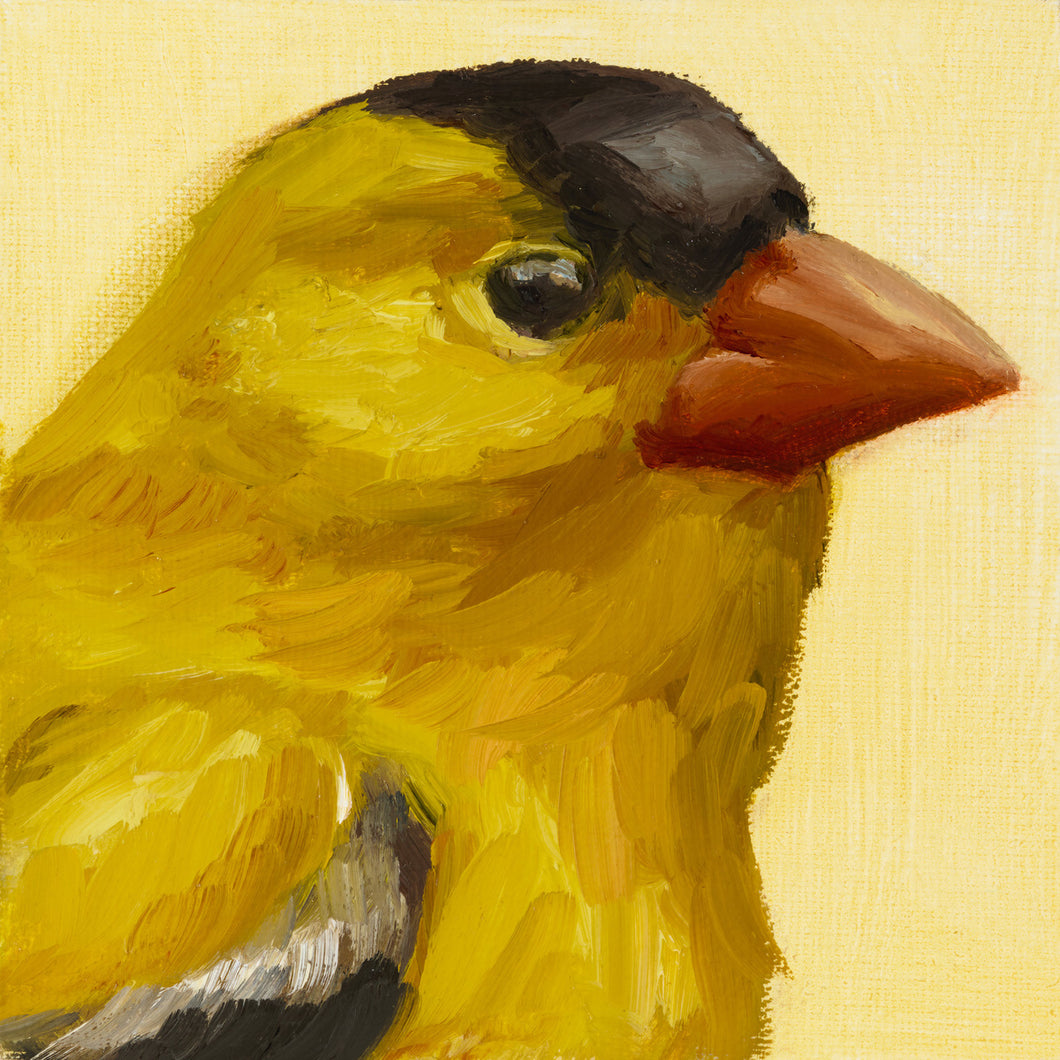 Portrait of American Goldfinch