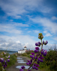 Lupine Lookout