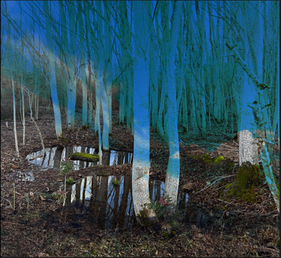 Into the Woods