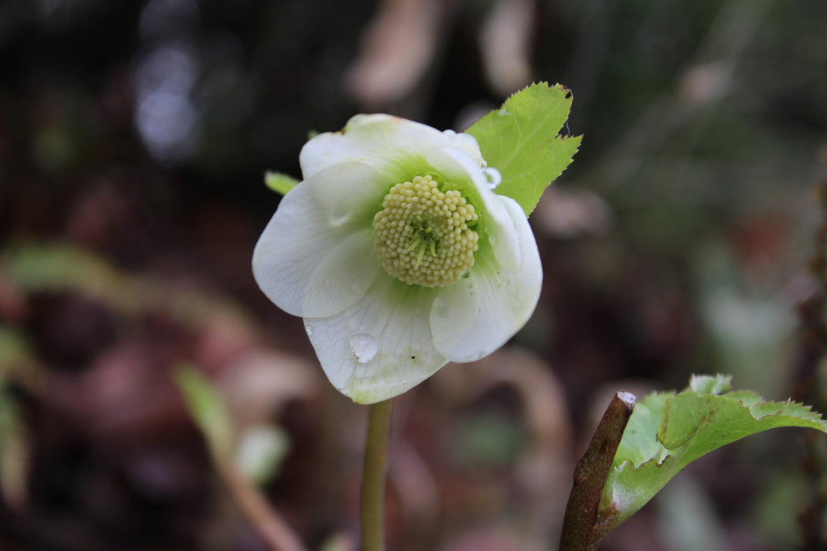 Ice Flower – LoCA.art